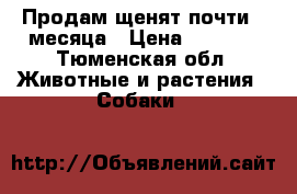 Продам щенят почти 2 месяца › Цена ­ 6 000 - Тюменская обл. Животные и растения » Собаки   